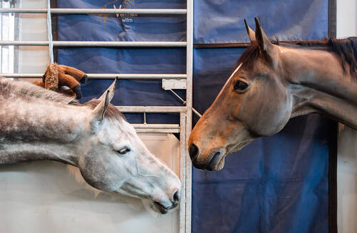 Organising committee