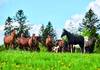 Soutien à la Fondation pour le cheval