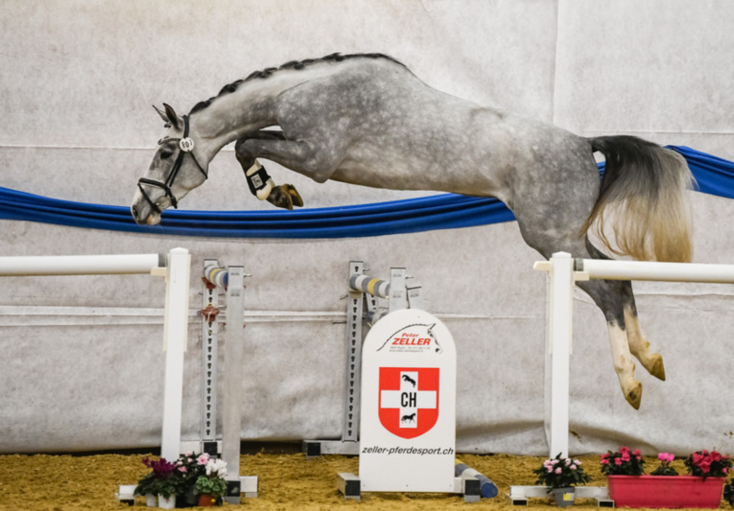 L'élevage suisse sera à l'honneur au CHI de Genève !