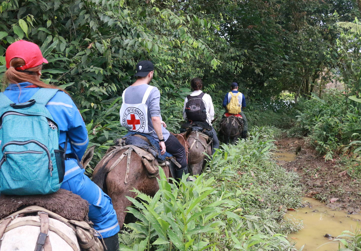 Ces chevaux qui peuvent sauver des vies...