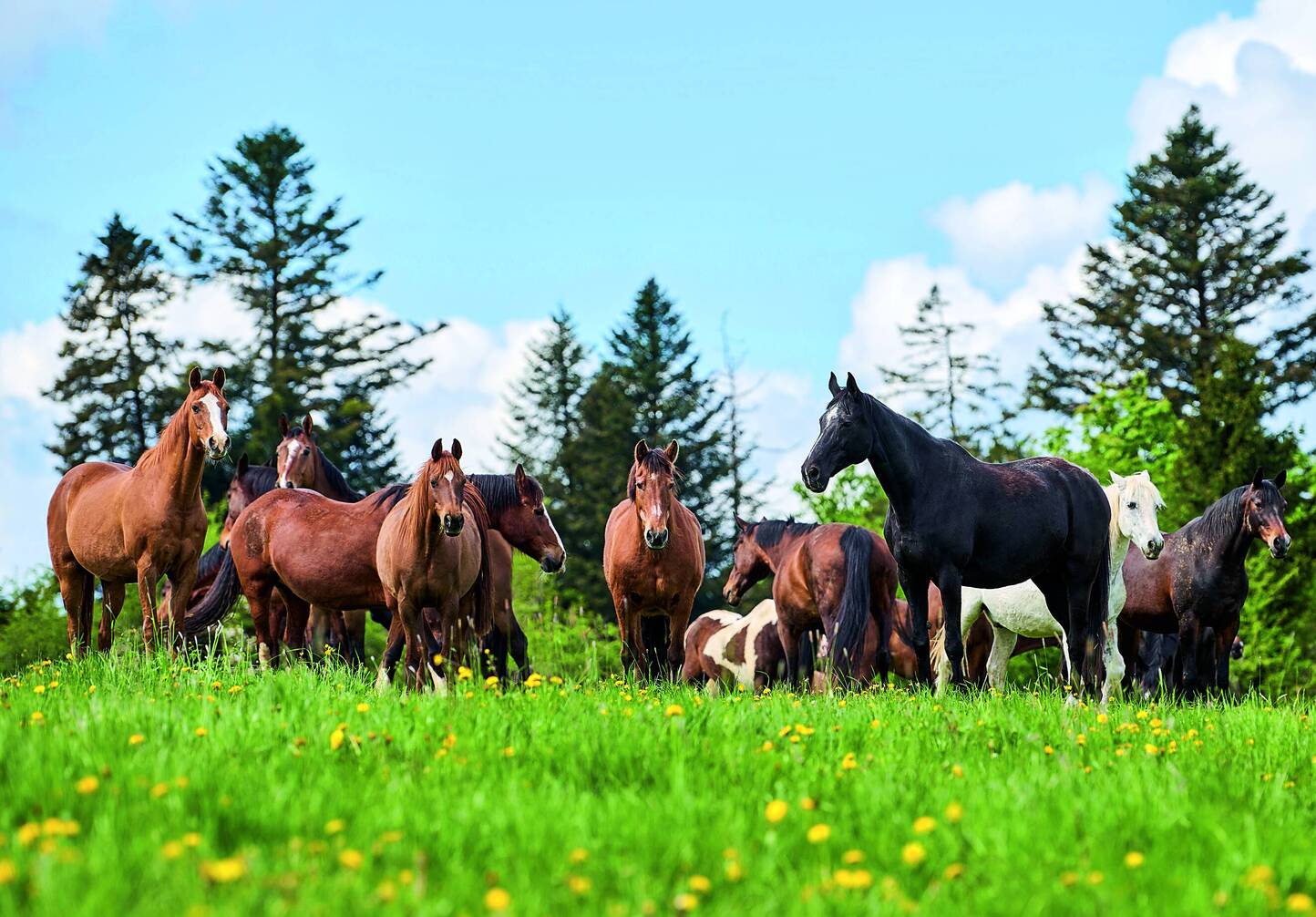Soutien à la Fondation pour le cheval