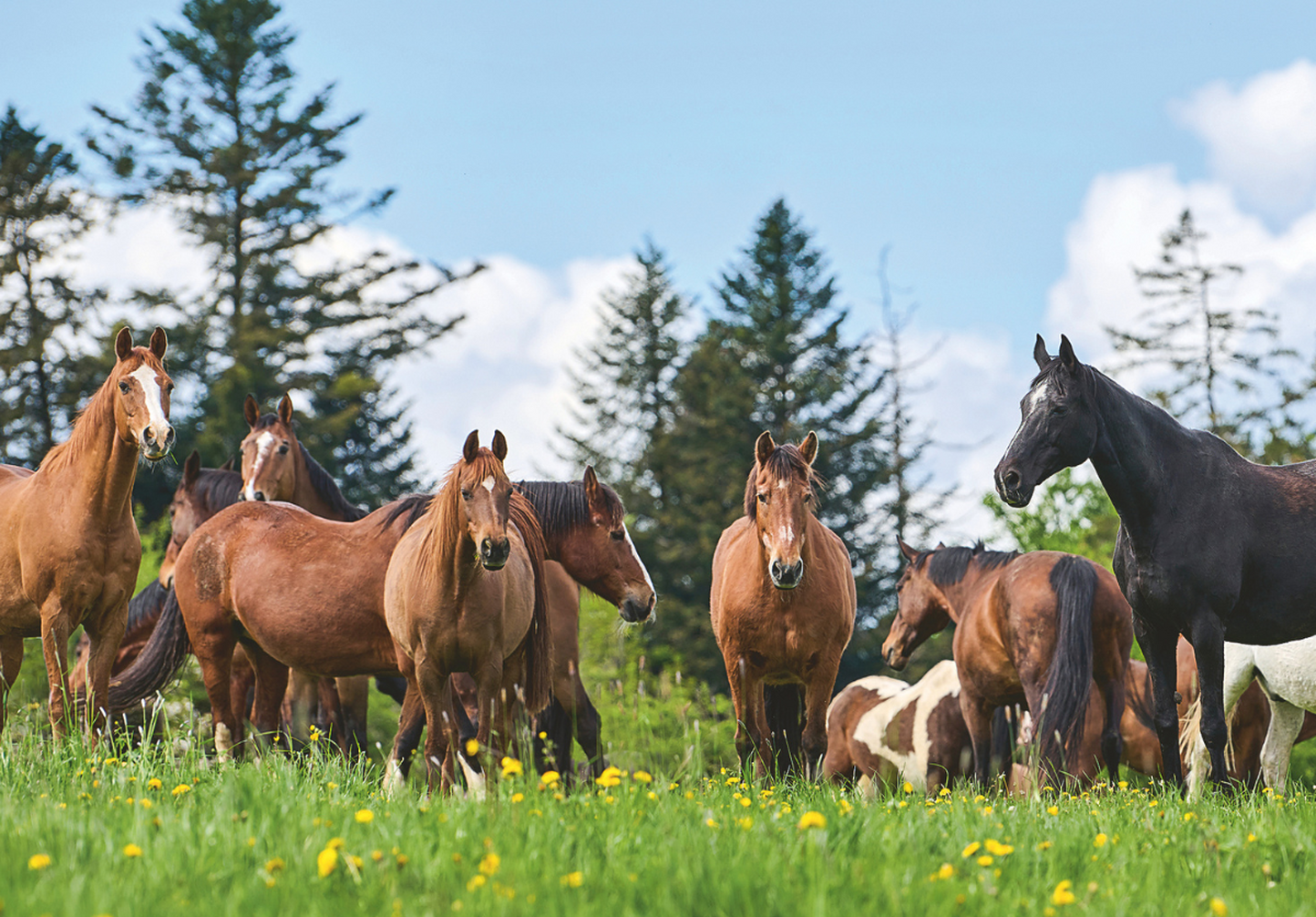CHIG supports the Fondation pour le cheval