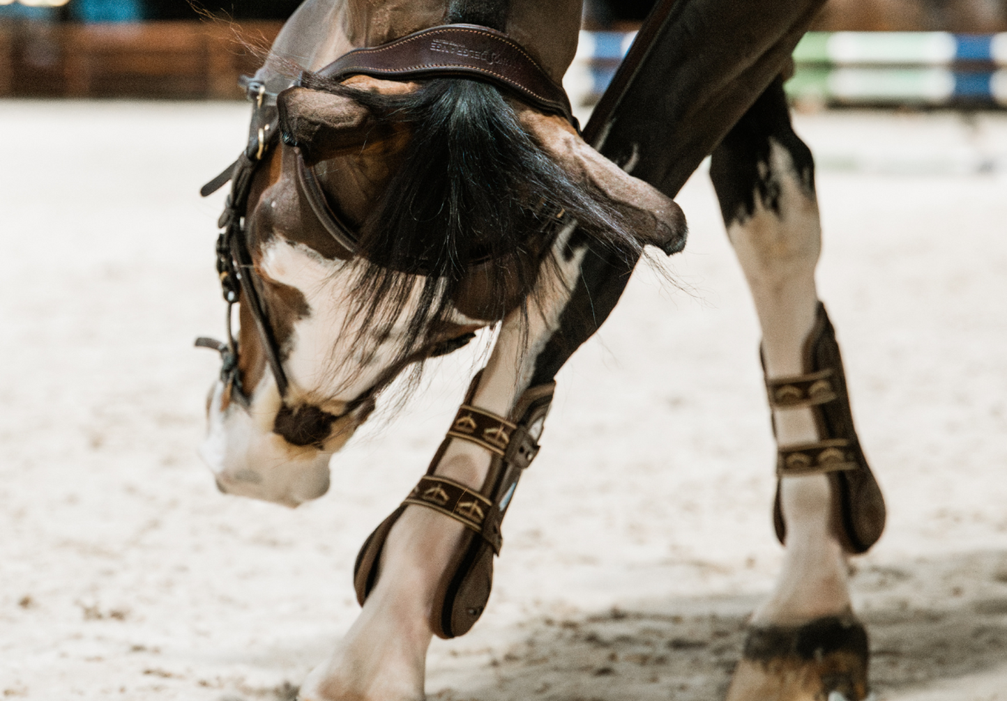 La saison des Wild Cards commence