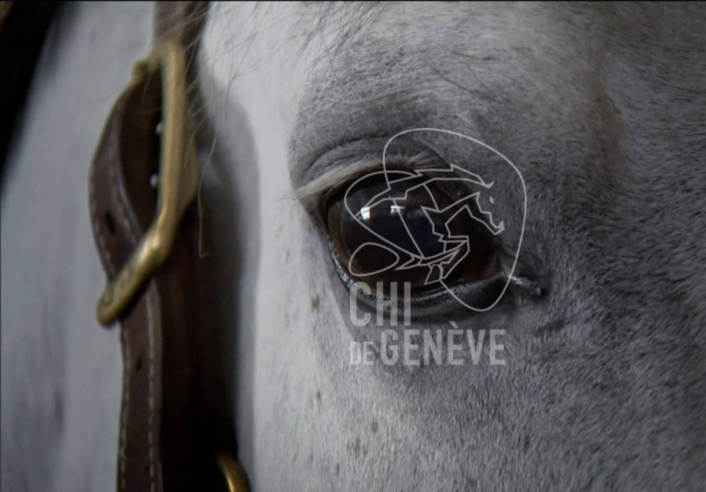 Rolex Grand Slam of Show Jumping to Launch  Fresh New Ad Campaign