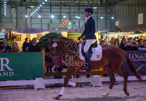 Finale élevage option dressage