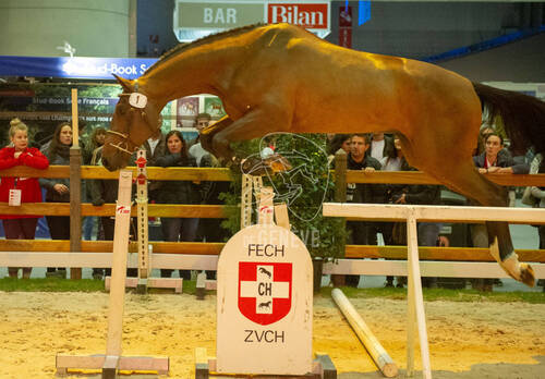 Présentation Swiss Breed Classic