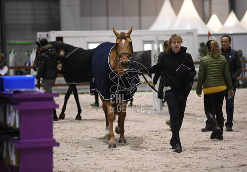 Inspection vétérinaire des chevaux de saut