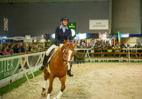 Elevage chevaux Suisse