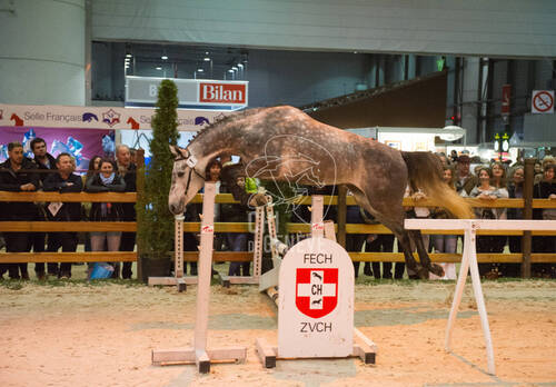 Finale Swiss Breed Classic