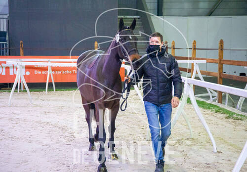 Presentation Swiss Breed Classic