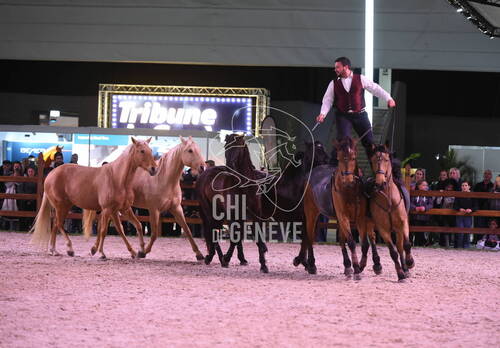 Spectacles équestres