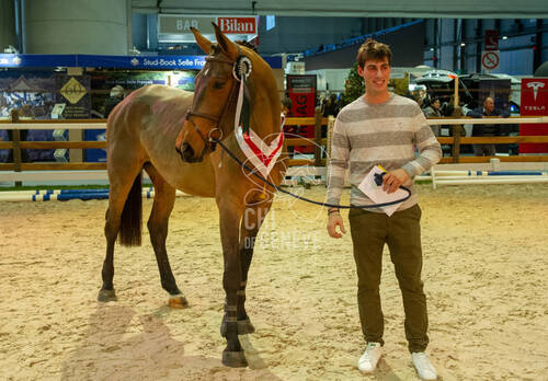 Super Finale Swiss Breed Classic